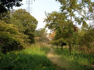 陰樹 種類|雑木林の遊歩道～植生【陽樹・陰樹・落葉樹・常緑樹・広葉樹・。